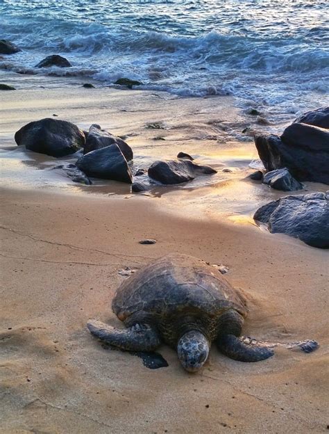 For Where To See Turtles On Oahu On A Hawaii Vacation Go To Turtle