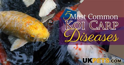 5 Most Common Koi Carp Diseases And Their Treatments Uk Pets