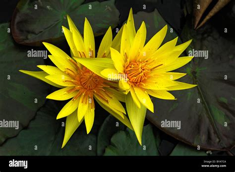 Types Of Yellow Lilies Hi Res Stock Photography And Images Alamy