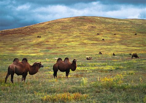 Mongolian camels | Хангай газар идээшиж, өсөж, үржиж ...