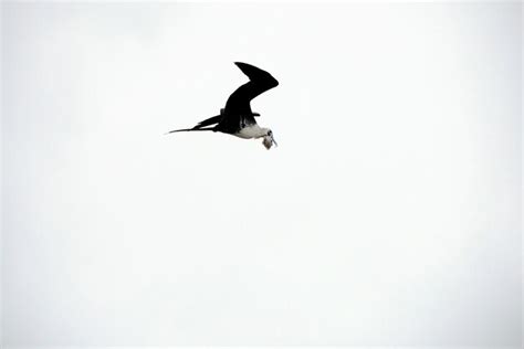 Premium Photo A Frigate Bird Flying Catching A Fish On The Sky