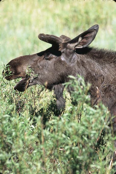 Moose Photos Animals In The Wild Wildlife Photography By Jim Robertson
