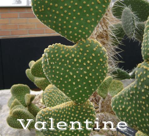 Valentine Cactus The Houseplant Guru