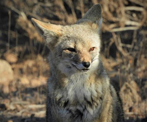 Chilean Chilla Fox South American Gray Fox Or Lycalopex Griseus