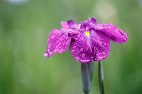 Pronunciation doesn't always fix name meaning in japanese. 25 Flowers that Start with "J"