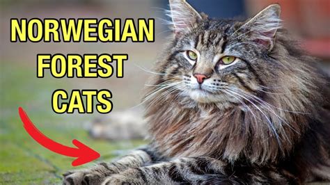 Norwegian Forest Cat Facts Youtube