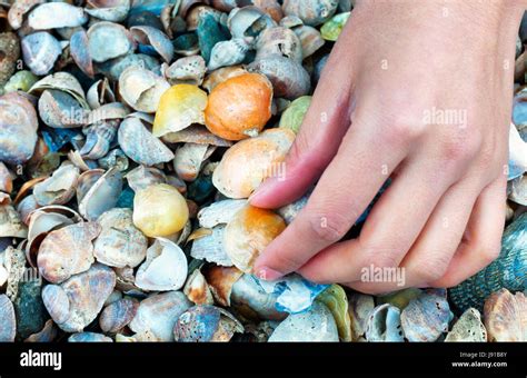 A Woman Picking Up Jingle Shells Or Mermaid Toenail Seashells Over A Blurred Green Background On