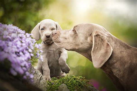 Hd Wallpaper Dogs Flowers Baby Puppy Bokeh A Mothers Love The