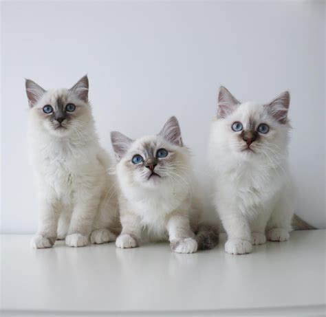 Birman Kittens For Sale Birman Cat For Sale Birman For Sale