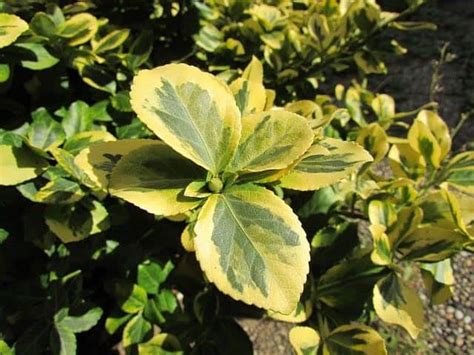 If the leaves are yellow with green veins, the raspberry plant is suffering from an iron deficiency. Schefflera Turning Yellow, Brown or Black - Ready To DIY