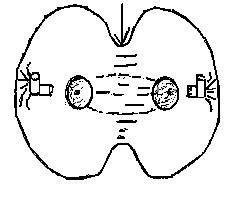 In plants, a new cell wall forms inside the cell that grows outward until the formation of two. A. Cleavage furrow
