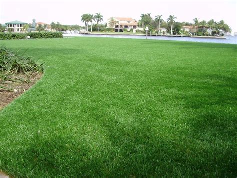 Check spelling or type a new query. NovaGrass Lawns - LAWN, GOLF & PLAY - NGI Sports