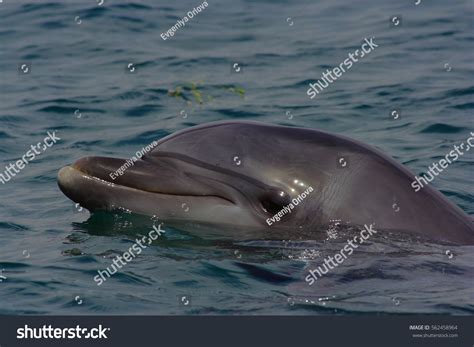 Dolphin Swims Sea Portrait Smiling Dolphins Stock Photo Edit Now
