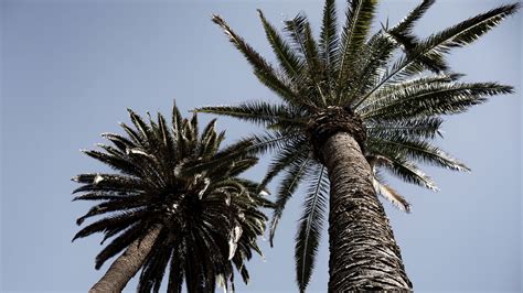 Download Wallpaper 2560x1440 Palm Trees Trees Sky Bottom View