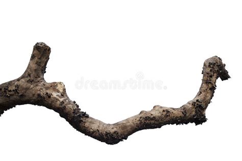 Dry Tree Branch Stock Image Image Of Hanging Rotten 34449861