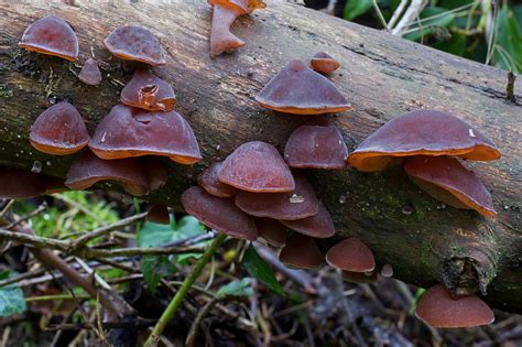 Guide To Identifying Tree Fungus And The 3 Most Common Types