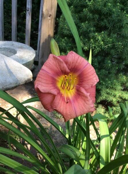 Rosy Returns Daylily Acclaimed Rebloom Oakes Daylilies