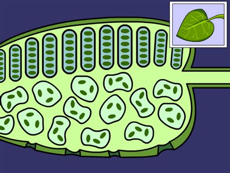 We did not find results for: Photosynthesis Lesson Plans and Lesson Ideas | BrainPOP ...