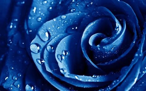 Blue Rose Wallpapers Top Free Blue Rose Backgrounds Wallpaperaccess