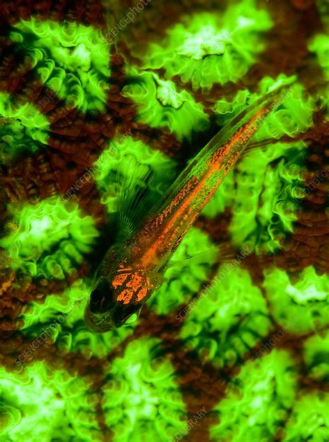 Goby Fish And Coral Fluorescing Stock Image C0023031 Science