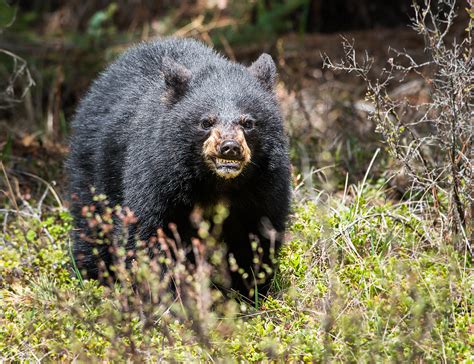'Large Black Bear' Spotted Near Several Hudson Valley Homes