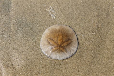 Sand Dollar Quotes Inspirational Quotesgram