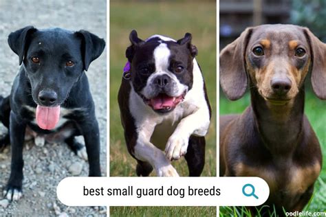 11 Best Small Guard Dogs Photos And Ratings Oodle Life