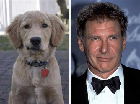 10 Dog Breeds That Look Like Celebrities Breed Info Mad Paws