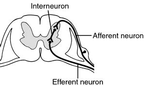 Find another word for relay. Relay nerve | definition of Relay nerve by Medical dictionary