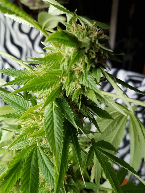Maybe you would like to learn more about one of these? My second window plant | Grasscity Forums - The #1 ...