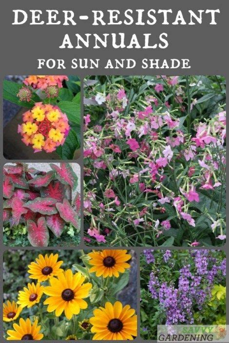 This fun plant grows some of the most interesting leaves, coming in variations of green, maroon, red, pink. Deer-Resistant Annuals: Colorful Choices for Sun and Shade ...