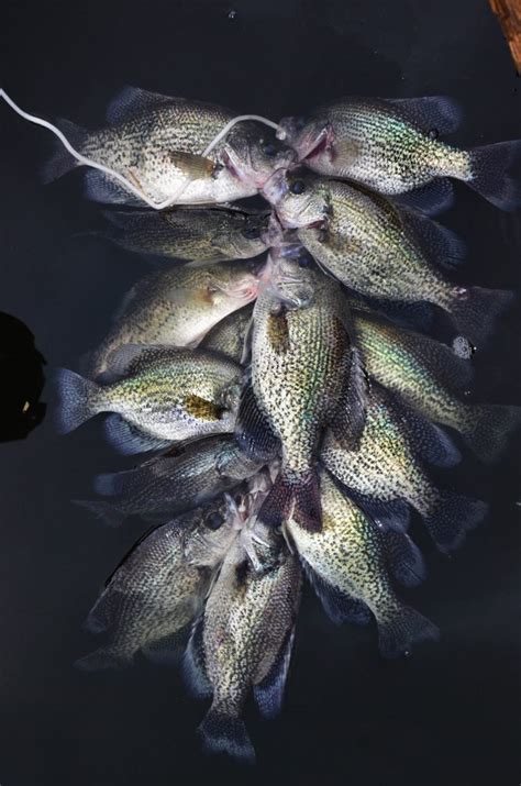 How To Find Crappie Before The Spawn 15 Locations Great Days Outdoors
