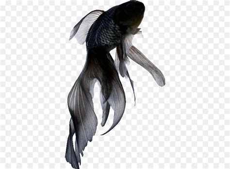 Transparent  Sticker Find U0026 Share On Giphy Black Black Fish