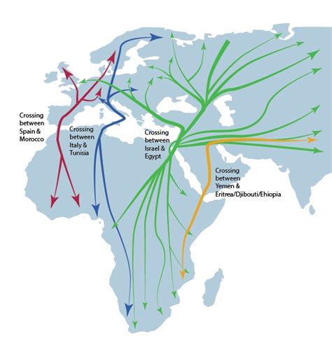 A  Map Of The Migration Routes Of 118 Species Of Birds