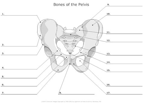 The bones mentioned in each human skeleton chart are: 13 Best Images of Skeleton Bones Labeled Worksheets ...