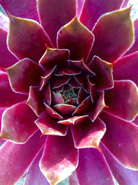 Red sempervivum | Planting succulents, Growing succulents, Succulents