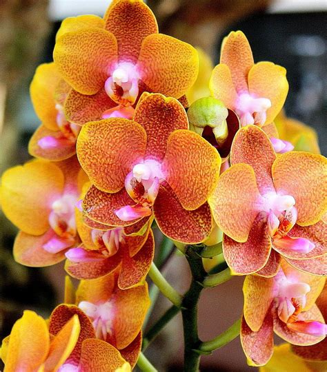 Orange Orchids By Gchristou On Deviantart Orchids Orange Orchid