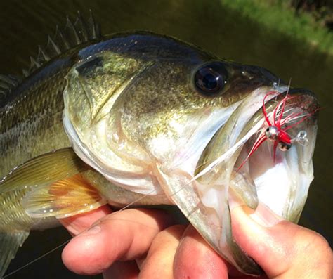 Fly Fishing For Largemouth Bass Fly Fishing Texas