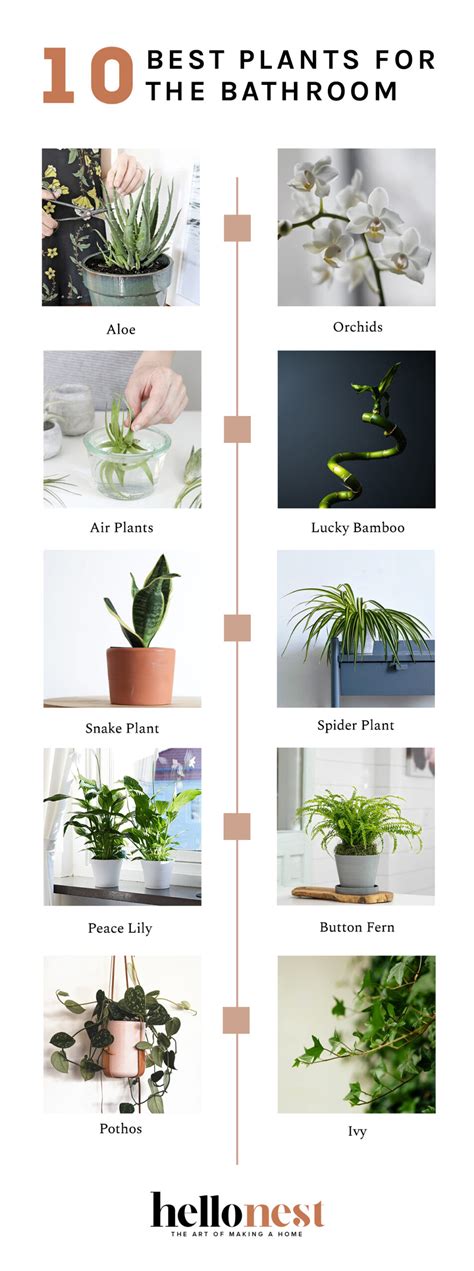 10 Best Plants For The Bathroom Hello Nest