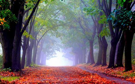 Foggy Forest Wallpaper 74 Images
