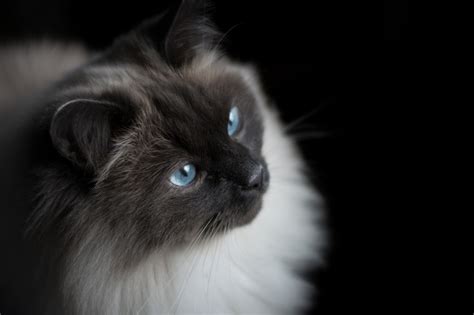 Cats Fluffy Glance Hd Wallpaper Rare Gallery