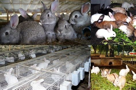 Try to get down on the rabbit's level. Small Business Ideas | List Of Small Business Ideas: Commercial Rabbit Farming Business | Start ...