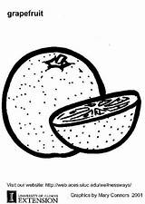Pompelmoes Peer Naranjas Pomelo Edupics источник Grapefruit sketch template