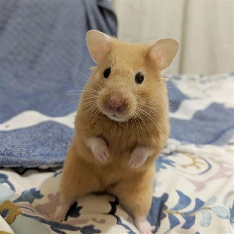 Beautiful Syrian Hamster 可愛すぎる動物 ハムスター ペット
