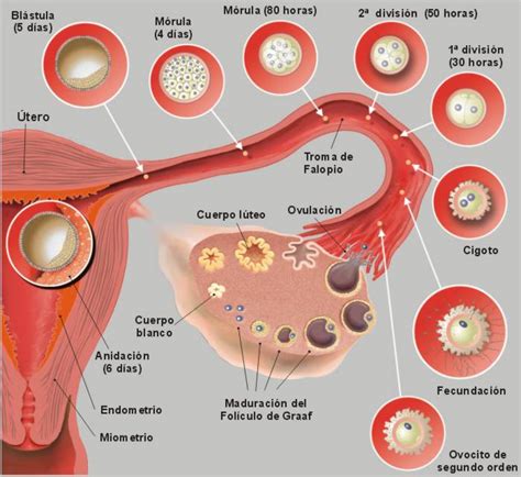 Aprendiendo Profaly El Aparato Reproductor Femenino