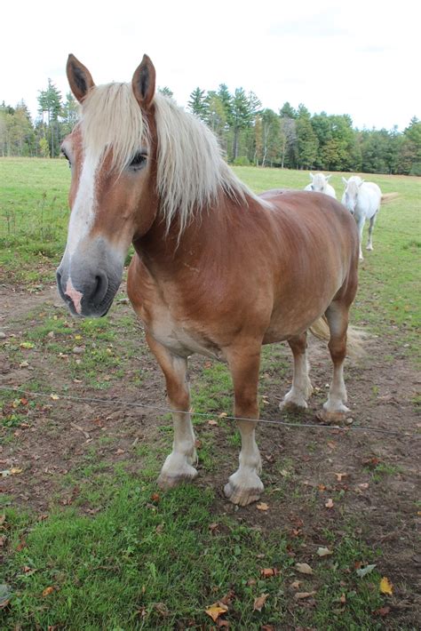 Entries are due july 1st to avoid a late fee. The Mr. Hunter Wall: The Enchanting Belgian Draft Horses