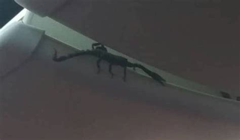 Venomous Scorpion Crawls Out From Overhead Lockers On Flight Metro News