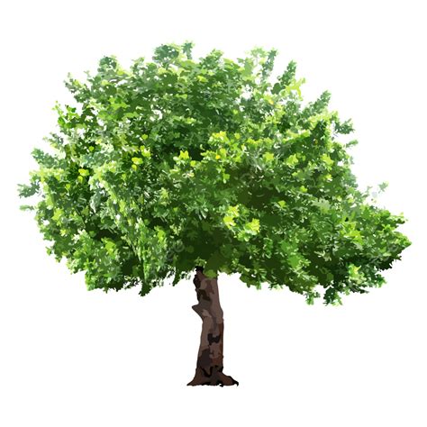 Without Png Picture Isolated Trees On Without Background Tree Trees