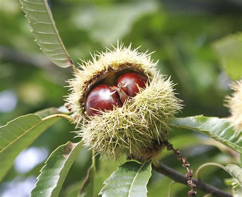 As the chestnuts ripen, the starch is slowly converted into sugars, and moisture content decreases. Castanea sativa, Sweet chestnut - Permaculture Eden