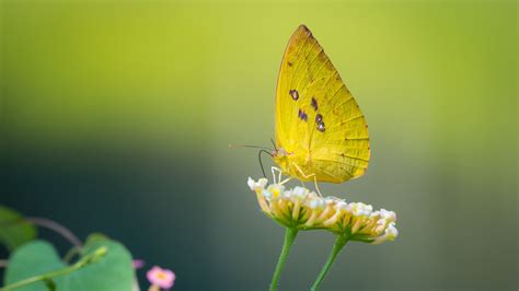 Yellow Butterfly On White Flower In Light Green Background